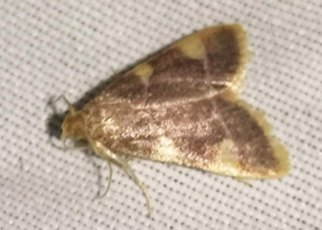 Hypsopygia costalis - szénailonca