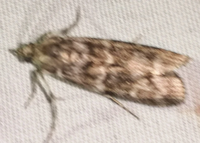 Dioryctria
