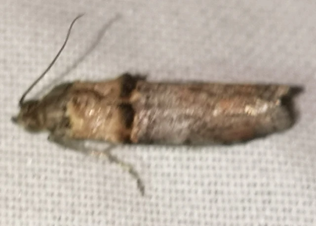 Trachonitis cristella - bokorrágó karcsúmoly