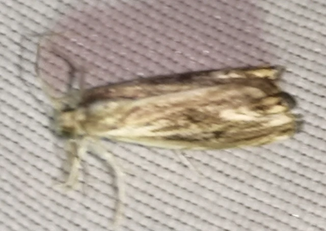 Catoptria verellus - kormos fűgyökérmoly