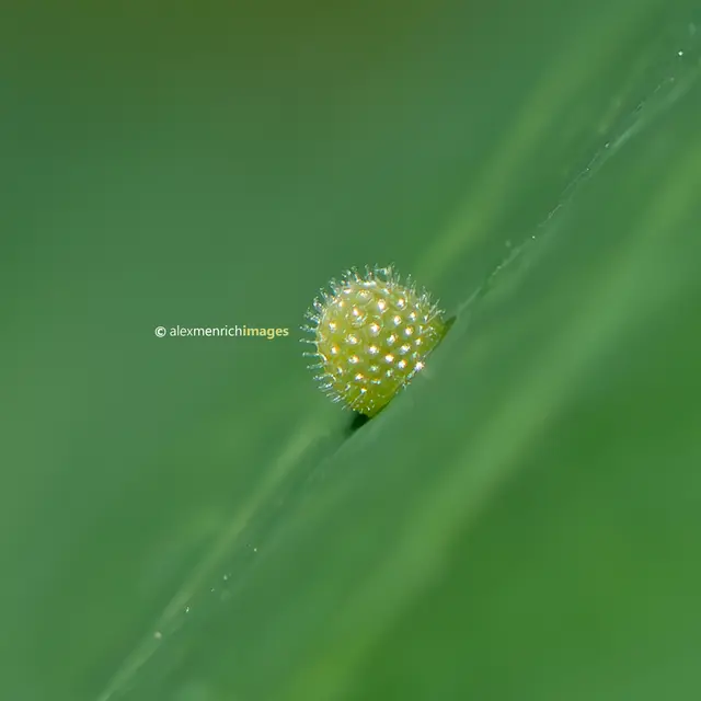 Limenitis populi - nagy nyárfalepke