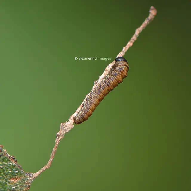 Limenitis populi - nagy nyárfalepke