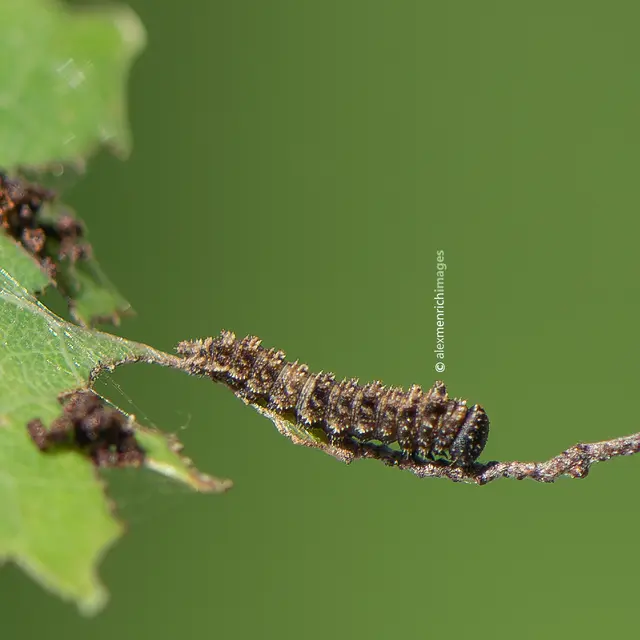 Limenitis populi - nagy nyárfalepke