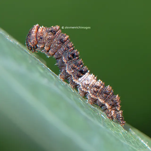 Limenitis populi - nagy nyárfalepke
