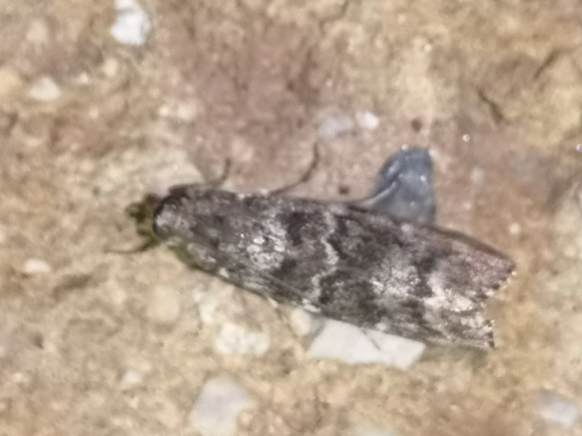 Dioryctria