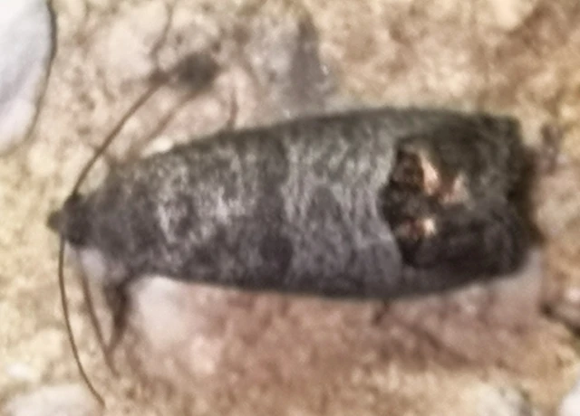 Cydia pomonella - almamoly