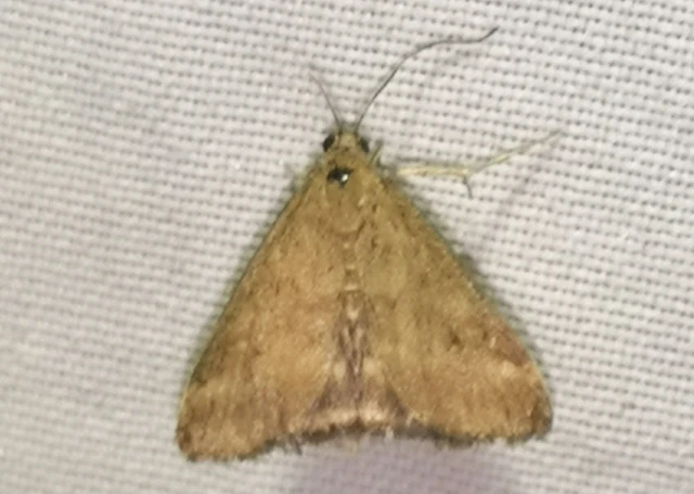 Pyrausta despicata - réti bíbormoly