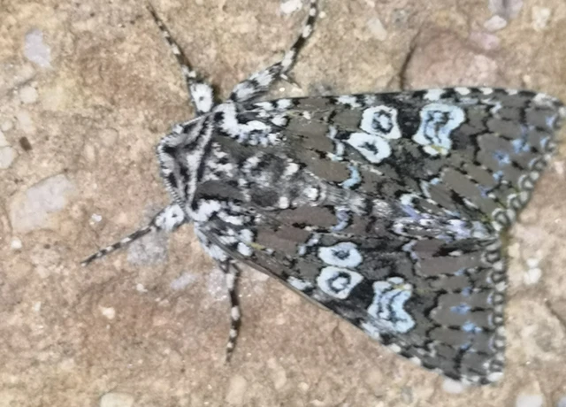 Lamprosticta culta - hármasfoltú bagoly