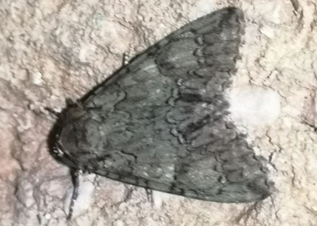 Polyphaenis sericata - selyemfényű erdeibagoly