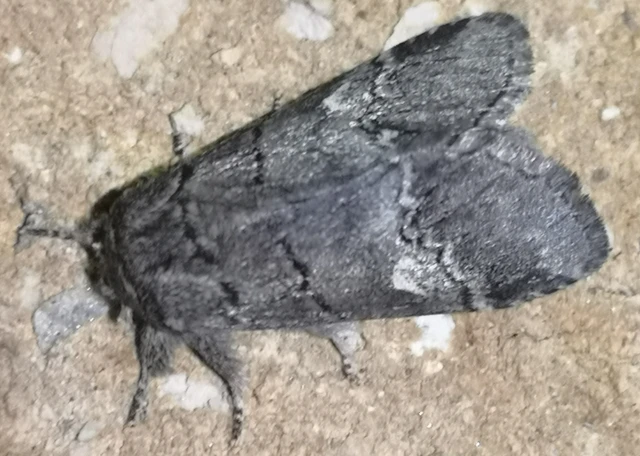 Drymonia querna - tölgyfa-púposszövő