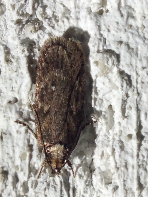 Depressaria