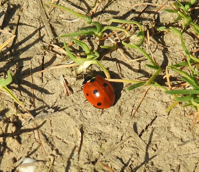 Coccinella septempunctata - hétpettyes katica