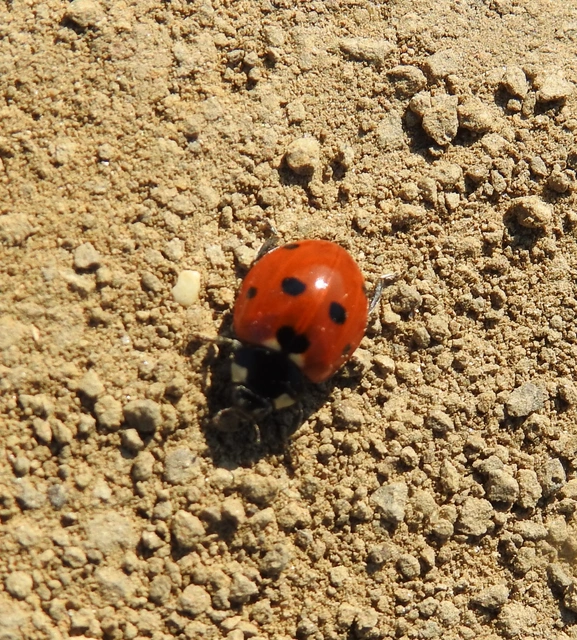 Coccinella septempunctata - hétpettyes katica