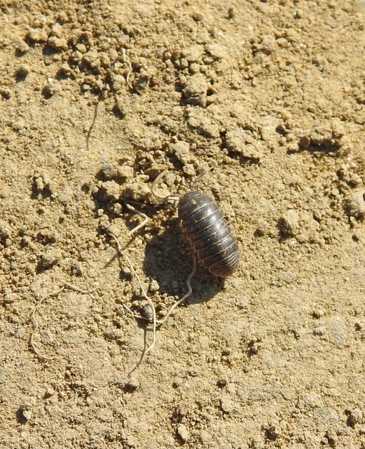 Isopoda - Ászkarákok