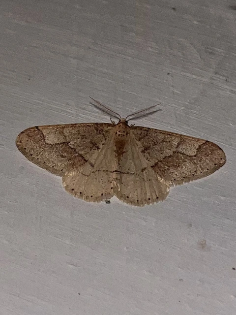 Agriopis marginaria - sárgás téliaraszoló