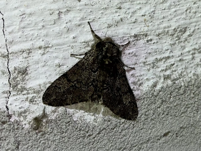 Biston strataria - barnapettyes araszoló