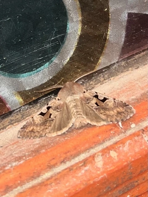 Orthosia gothica - feketefoltos barkabagoly