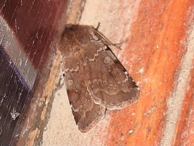 Cerastis rubricosa - vörhenyes tavaszibagoly
