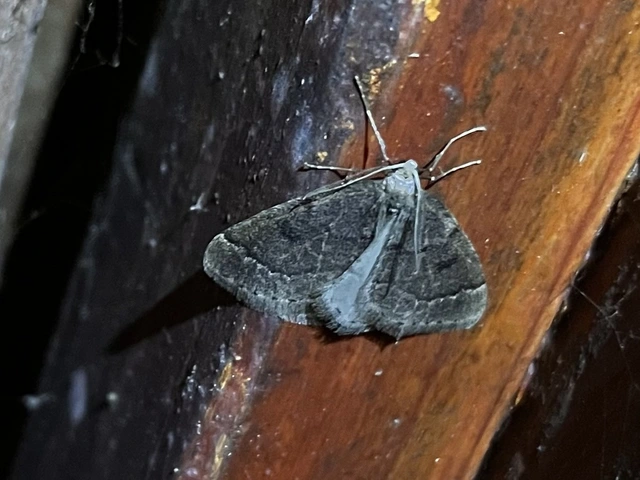 Theria rupicapraria - tavaszi kökényaraszoló