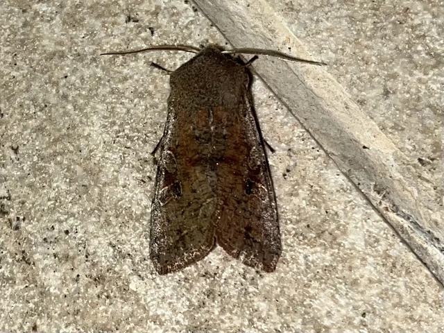 Orthosia incerta - változékony barkabagoly
