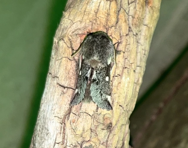 Eriogaster lanestris - tavaszi gyapjasszövő