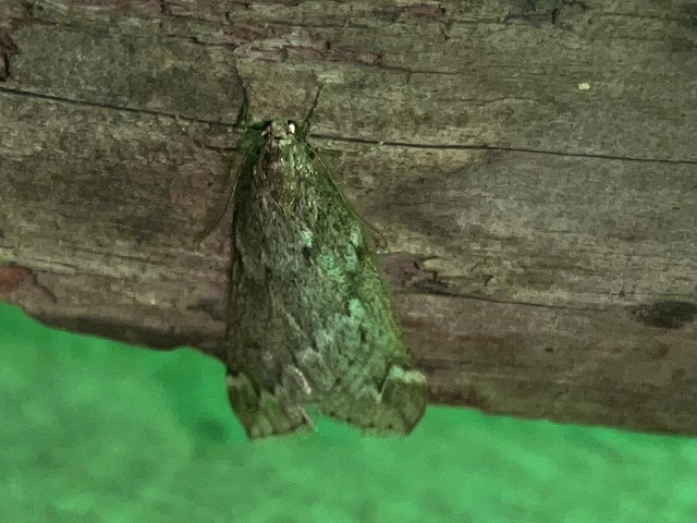 Alsophila aescularia - vadgesztenye-araszoló