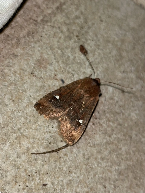 Eupsilia transversa - holdacskás télibagoly