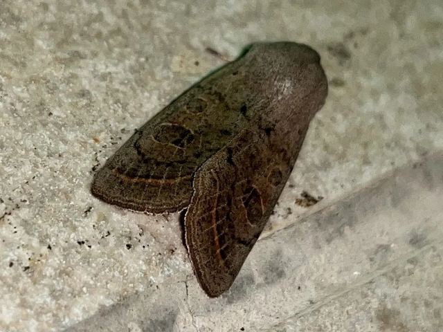 Orthosia gracilis - karcsú barkabagoly