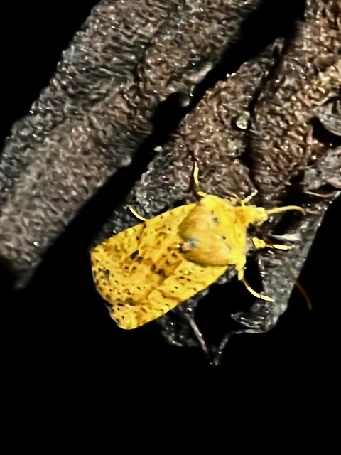 Conistra rubiginea - vörös őszibagoly