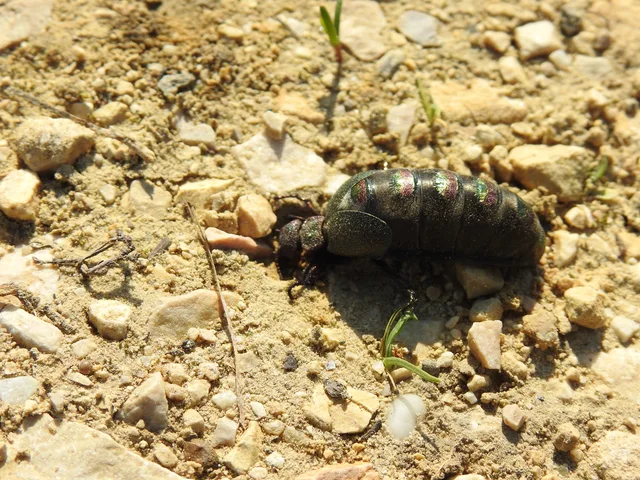 Meloe variegatus - pompás nünüke Meloe variegatus - pompás nünüke