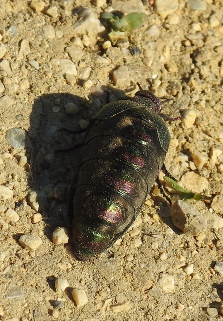 Meloe variegatus - pompás nünüke Meloe variegatus - pompás nünüke