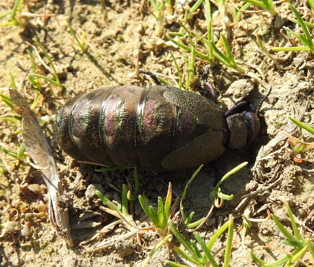 Meloe variegatus - pompás nünüke Meloe variegatus - pompás nünüke