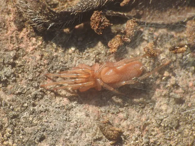 Dysderidae - fojtópókok