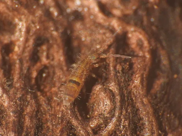 Collembola - Ugróvillások