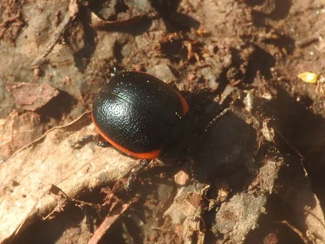 Chrysolina