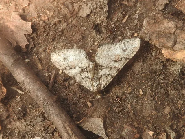 Agriopis leucophaearia - tölgy-tavasziaraszoló