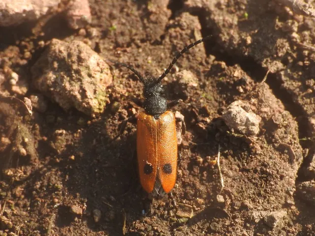 Apalus bimaculatus - kétfoltos élősdibogár