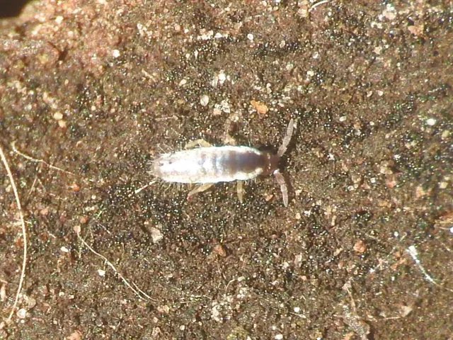 Collembola - Ugróvillások