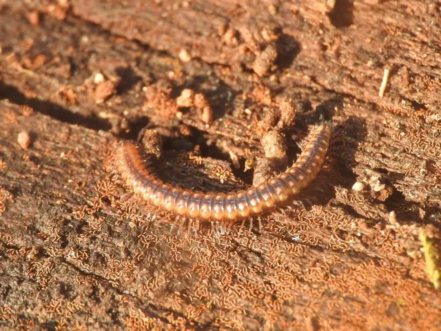 Diplopoda - Ikerszelvényesek