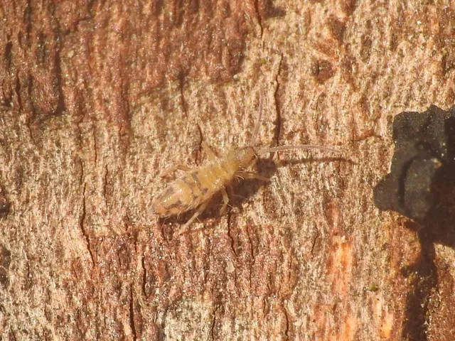 Collembola - Ugróvillások