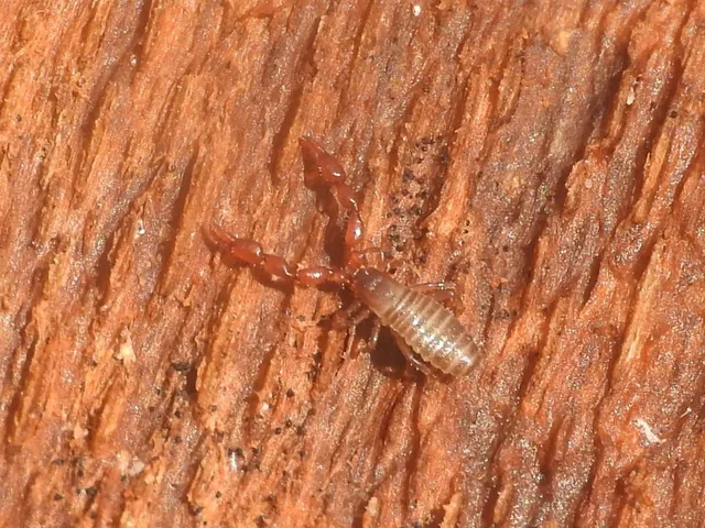 Pseudoscorpionida - Álskorpiók