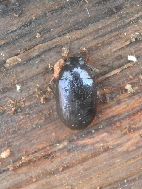 Platydema violaceum - fémkék taplóbogár