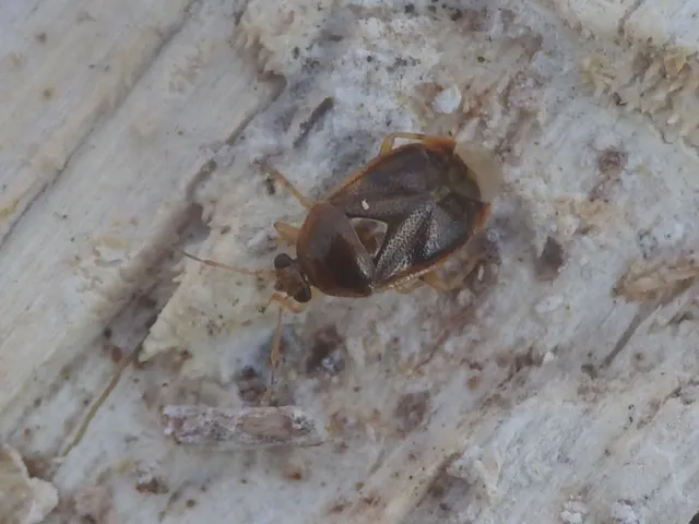 Deraeocoris