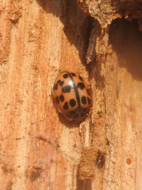 Oenopia conglobata - rózsás katica