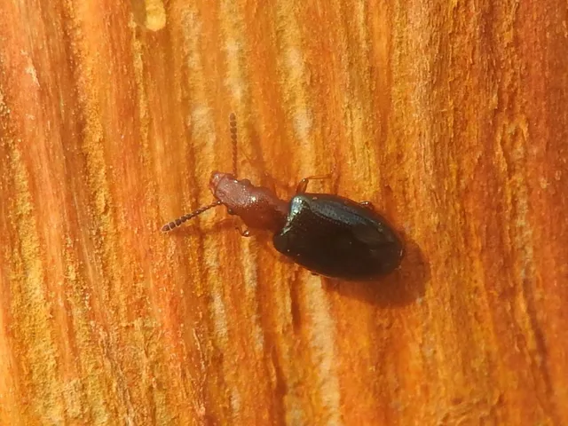 Vincenzellus ruficollis - kék álormányos
