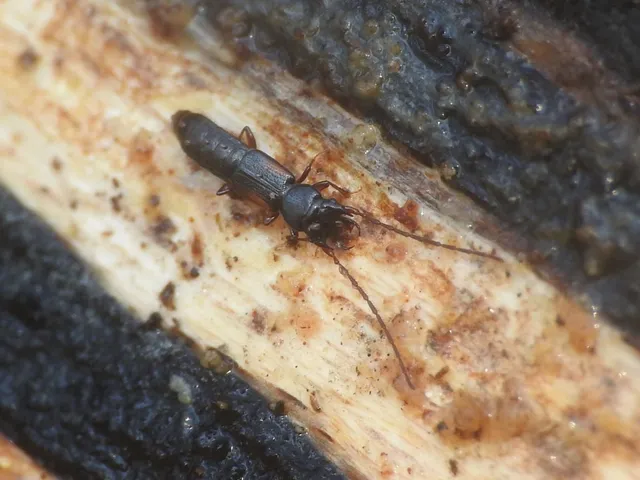 Siagonium humerale - vállfoltos lapholyva