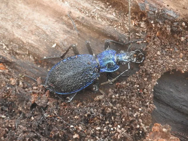 Carabus intricatus - kék laposfutrinka Carabus intricatus - kék laposfutrinka