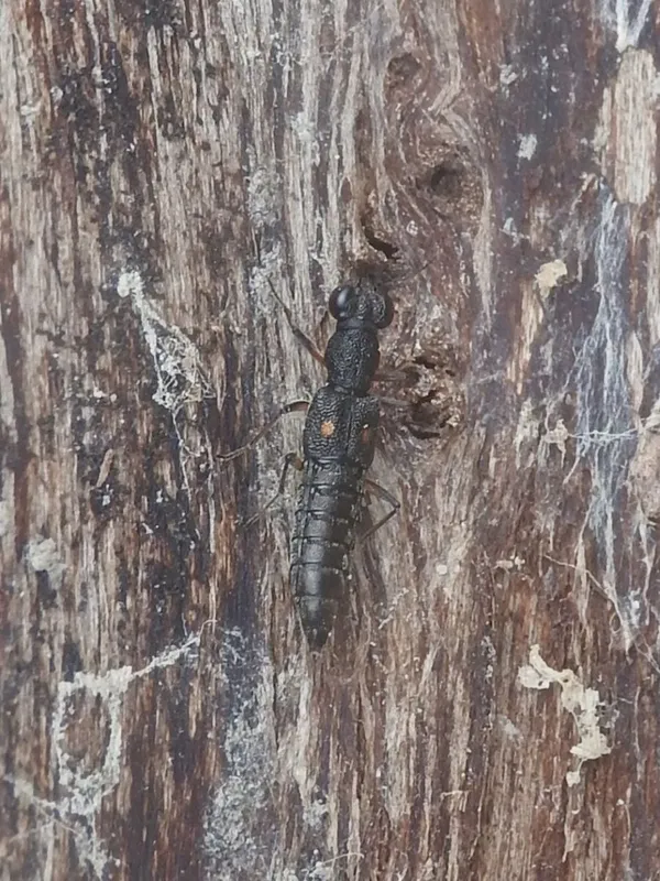 Stenus bimaculatus - kétfoltos szemesholyva