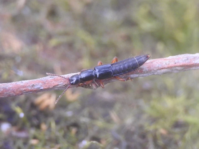 Lathrobium brunnipes - nagy mocsárholyva