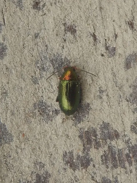 Crepidodera